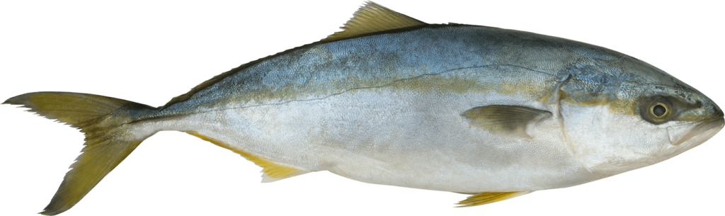 Florida Amberjack