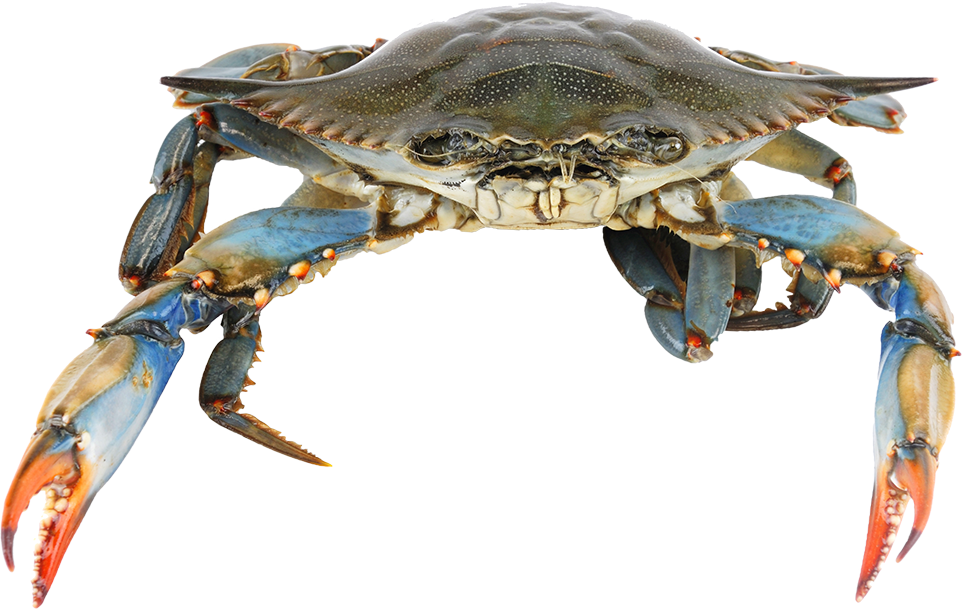 Florida Blue Crab