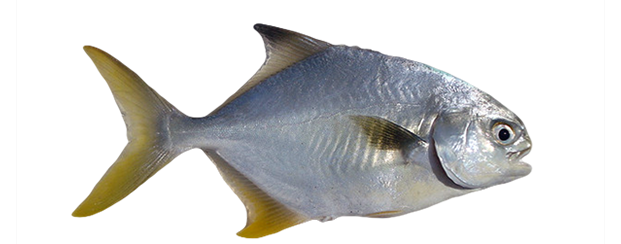 Florida Pompano