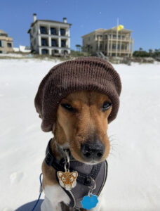 Spencer's Dog on the beach at 30A