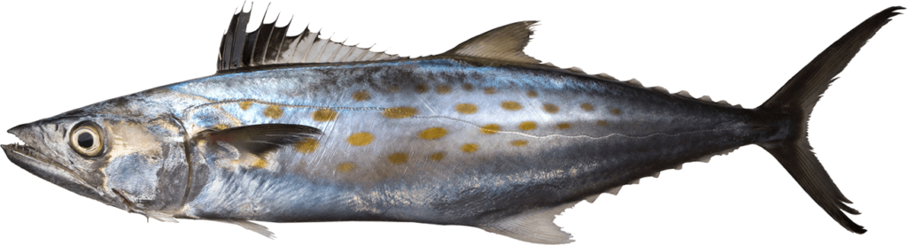 Florida Spanish Mackerel