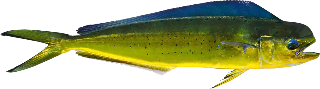 Florida Mahi Mahi