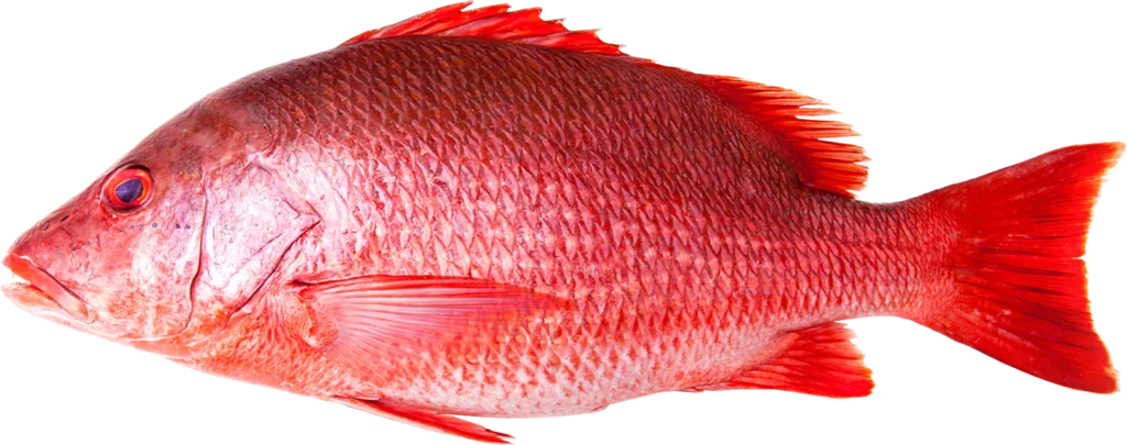 Red Snapper