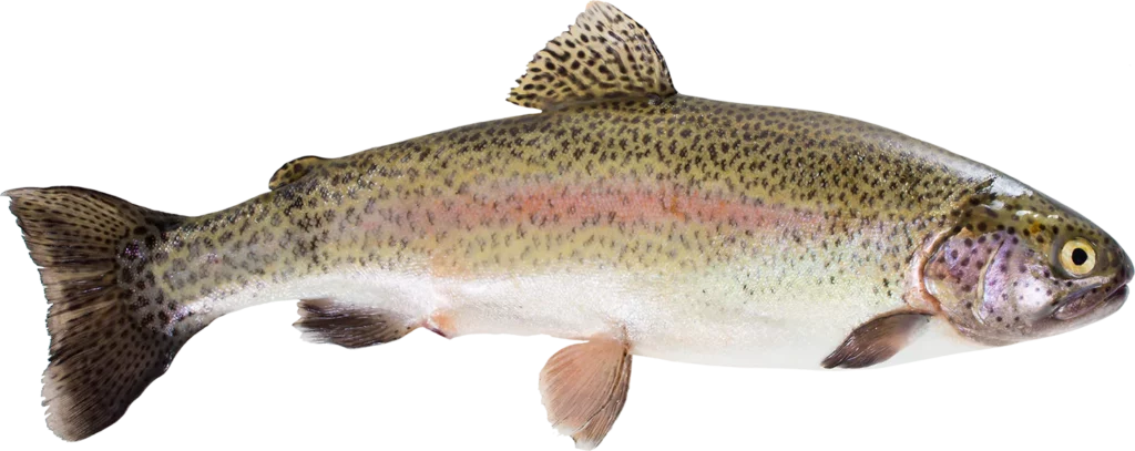 Speckled Trout