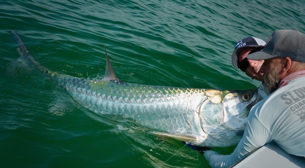 The tarpon! A big-time summer favorite of 30A.