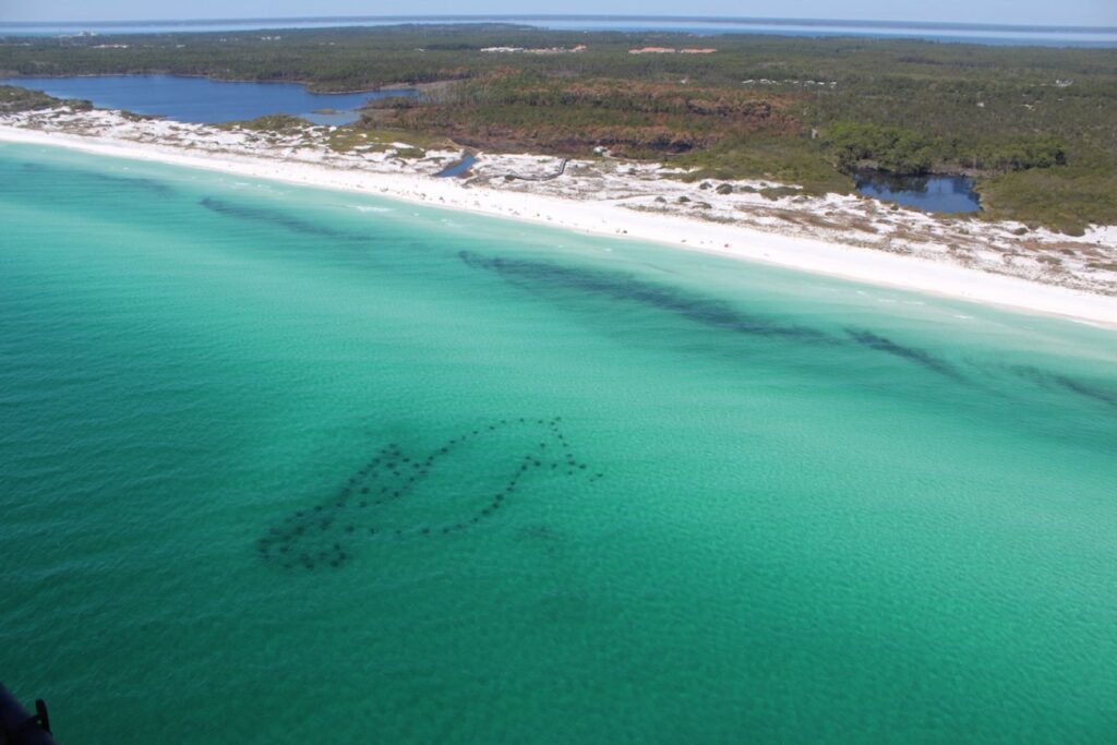 Dive into the underwater wonders at Seahorse Reef, off the shore of Topsail Hill State Park, near Dune Allen on 30A.
