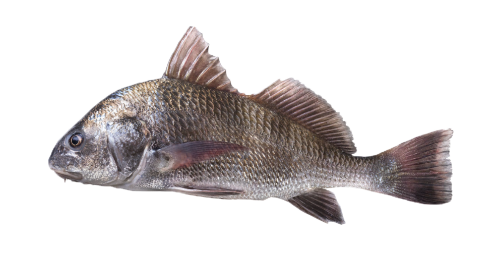 Black Drum