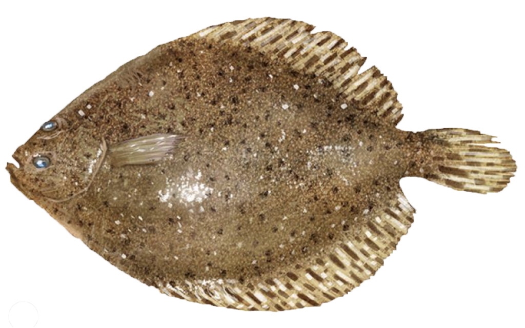 Flounder