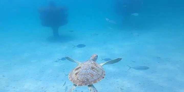 A sea turtle near a 30A beach.