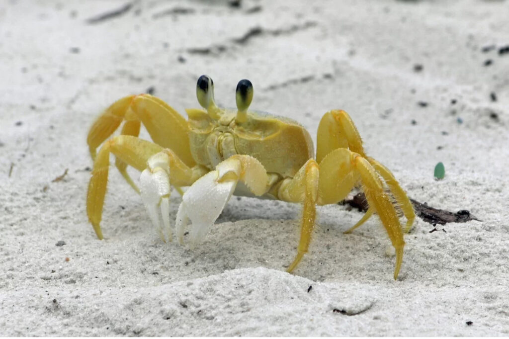 Ghost crabs are a popular sight along 30A beaches.