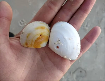Shells found on a 30A beach.