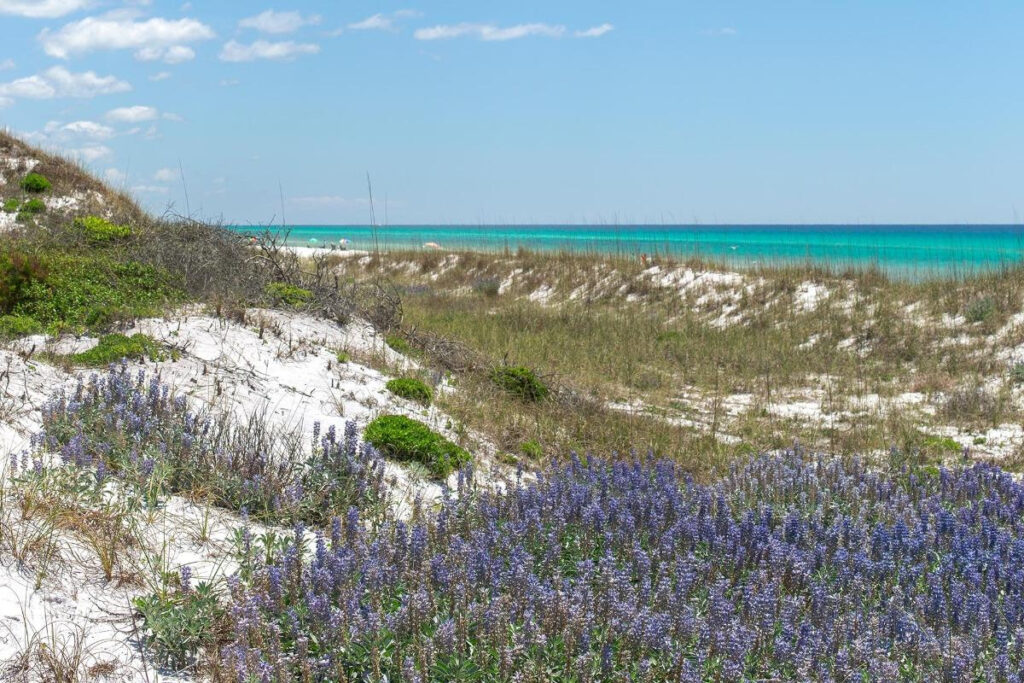 Blue Lupine flowers on the dunes of Blue Mountain Beach.