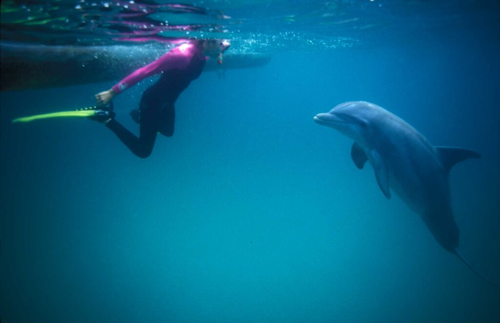 Swimming with Wild Dolphins in Panama City Beach, FL
