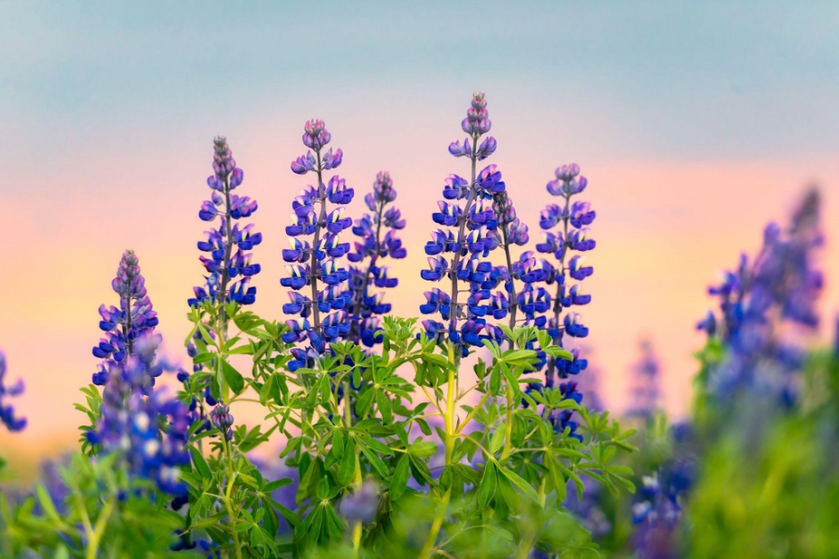 BLUE LUPINE TRIBUTE, scavenger hunt